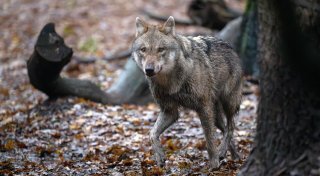 Abschüsse von Wölfen sollen leichter werden