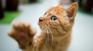 4 Verhaltensauffälligkeiten bei Katzen und was man tun kann
