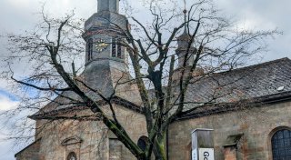 Baumfrevel oder letzte Rettung? Kritik an gestutzten Bäumen in Willebadessen