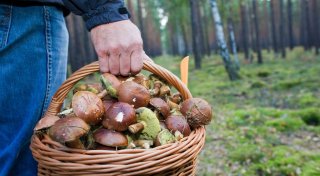 Pilzsammler macht in einem Wald bei Dortmund einen gefährlichen Fund
