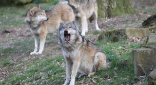 Forderung: Landkreis Holzminden soll wolfsfreie Zone bleiben
