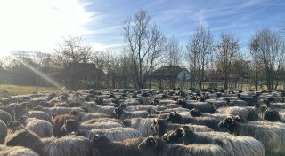 Schafe-Sterben: Seuche rafft auch im Kreis Paderborn viele Tiere dahin
