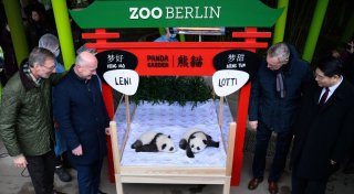 Berliner Panda-Mädchen heißen Leni und Lotti