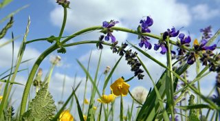 Deutschland wegen zu wenig Naturschutz für Wiesen verurteilt