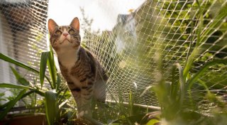Achtung, offenes Fenster: Katze vor Sturz schützen
