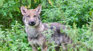 Wölfe bleiben scheu - selbst in streng geschützten Gebieten