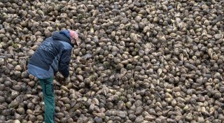 Wie eine Zikade Zuckerrüben und Kartoffeln bedroht