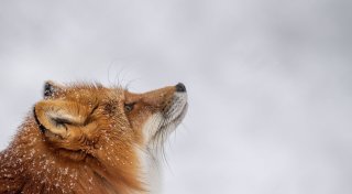 So helfen Sie Wildtieren im Winter