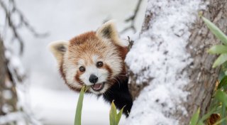 Pandas aus Schweizer Zoo ausgebüxt