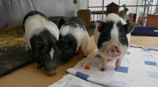 Mini-Schweine im Lübbecker Tierheim: Die ersten Ferkel-Frischlinge sind da