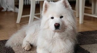 Die NW im Kreis Herford sucht das Haustier des Jahres