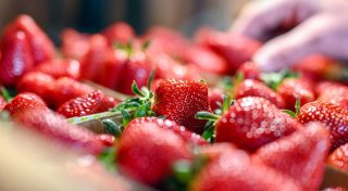 Erdbeeren zu Saison-Tiefpreisen - so viel kostet die Schale