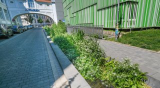 Diese insektenfreundlichen Pflanzen überwuchern die offene Lutter in Bielefeld