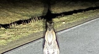 Känguru in Sebnitz gesichtet - Polizei sucht