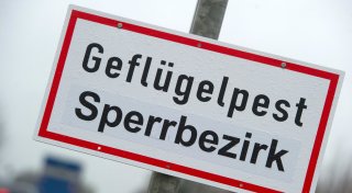 Mehr als 7.000 Tiere im Kreis Gütersloh getötet: Geflügelpest auf zwei Höfen ausgebrochen