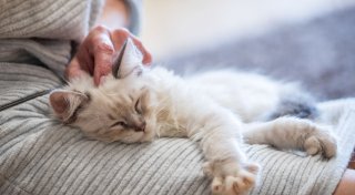 Wie sich Ihre Hormonsalbe auf Ihr Haustier auswirken kann