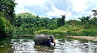 Touristin getötet: Tierschützer kritisieren Elefantencamps