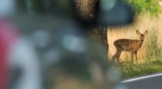 Gefährlicher Herbst: So reagieren Autofahrer richtig bei Wild auf der Straße