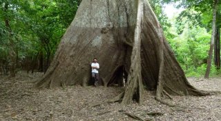 Baumringe verraten, was sich im Amazonas verändert