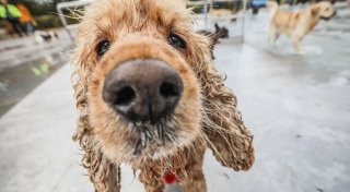 Wie Sie Ihren Hund beim Schnüffeln unterstützen
