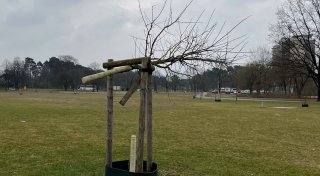 Täter sägen seltenen Baum in neuem Bielefelder Vorzeigepark ab
