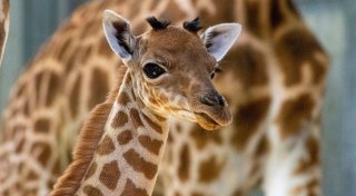 Giraffen-Junges kommt im Pariser Zoo zur Welt