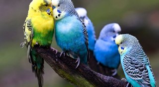 Vogel als Haustier: Das sollte man vorher wissen