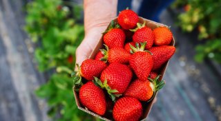 Teurer Genuss - warum Erdbeeren so viel kosten