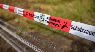Hilfen für Höfe wegen Afrikanischer Schweinepest