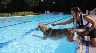 Hundeschwimmen im Freibad Elverdissen: So lief das Freibad-Saisonfinale
