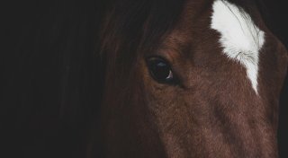 Pferd bleibt in Kanalrohr stecken und muss von der Feuerwehr Borchen befreit werden