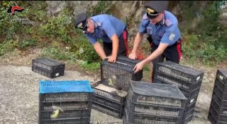 Über 2.000 Vögel: Illegaler Transport in Italien gestoppt