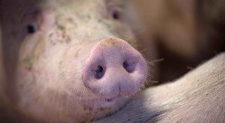 Der Graben zwischen „Weltverbesserern“ und „Tiermördern“ im Bünder Land