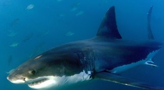 Surfer nach Haiangriff in Australien vermisst