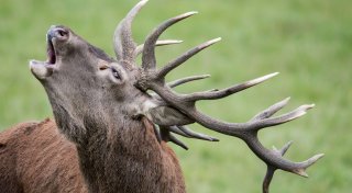 Straßen und Siedlungen sorgen für Inzucht bei Rotwild