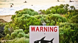 Weder Haie noch Schlangen: Australiens tödlichste Tiere