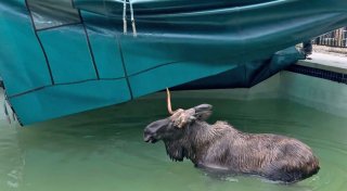 Elch muss aus Swimmingpool befreit werden - und spaziert davon