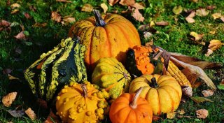 Perfekt für Halloween: Hier gibt`s die besten Kürbisse im Kreis Gütersloh