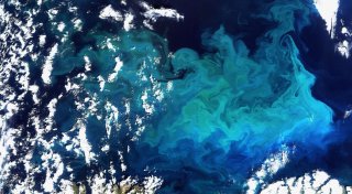 Phytoplankton-Menge in den Ozeanen nimmt ab