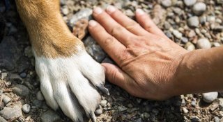 Vom Problemhund zum Familienmitglied, weihnachtlicher Pop-up-Store, Zukunft der Innenstadt