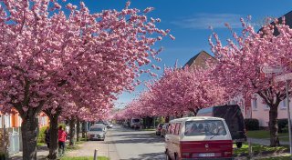 Nur wenige Tage im Jahr: Wann und wo es die schönsten Kirschblüten in OWL gibt