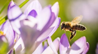 So helfen Sie den frühen Insekten im Garten