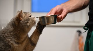 Trinkmuffel Katze: Wie man ihr das Wasser schmackhaft macht