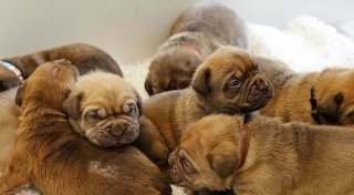 Mutter mit sieben Babys: Welpenalarm im Bielefelder Tierheim