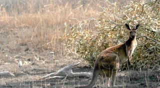 Känguru-Attacke vor der Haustür: Australier schwer verletzt