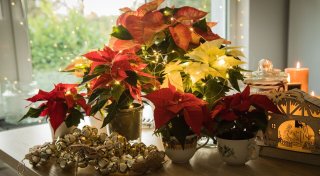 Wissen für Eltern: Diese Weihnachtspflanzen sind giftig