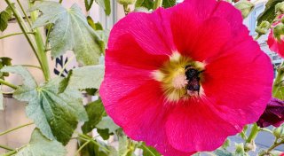 Blütenpracht: Wilde Stockrosen verwandeln Straßen im Bielefelder Westen in kleine Oasen