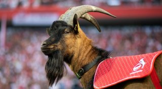 1. FC Köln nimmt Vereinstier Hennes I. in Hall of Fame auf