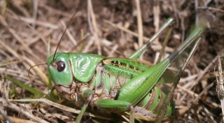 Der Warzenbeißer ist Insekt des Jahres