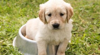 20 Gründe, warum Hunde die besten Haustiere sind